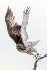 sharp-shinned hawk